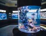 Oceanarium w Gdańsku? Odkryj Akwarium Gdyńskie! Ceny, dojazd