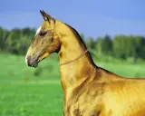 Ein elegantes Akhal-Teke-Pferd mit glänzendem Fell steht auf einer grünen Wiese unter blauem Himmel.
