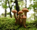 Ein Bündel Hallimasch Pilze wächst auf einem moosbewachsenen Baumstamm im Wald.