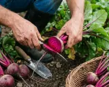 Un jardinier coupe une betterave fraîchement récoltée. On peut planter des betteraves jusqu'à la fin de l'été pour une récolte d'automne.