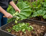 Un jardinier coupe une grande feuille de rhubarbe pour la mettre dans un composteur rempli de feuilles mortes.