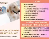 Fièvre chez le chien : causes et remèdes maison. Conseils pour un traitement naturel et hydratation.