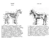 Ilustracja przedstawia szkielet konia z ponumerowanymi częściami. Szczegółowo pokazano nogi konia, od stawów po kopyta.