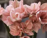 En bukett av persikofärgade amaryllisblommor med sina karaktäristiska kronblad och ståndare. En vacker syn att odla amaryllis.