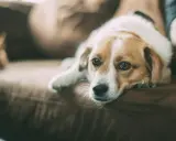 Smutny piesek leżący na kanapie.