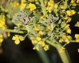 Broccoli blooms with bright yellow flowers, showing that even vegetables can bloom beautifully.