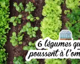 Un potager luxuriant avec des rangées de laitues, de basilic et de persil. Ces légumes mi-ombre prospèrent dans un sol fertile, prêts à être récoltés.