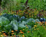 Chou vert et fleurs de souci orangées dans un jardin luxuriant. Une belle inspiration pour savoir que semer aujourd'hui.