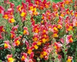 Un parterre de muflier fleur aux teintes vives de rose et de jaune, formant un tapis coloré et joyeux.