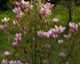 Kwitnąca magnolia, z różowymi kwiatami i pąkami, pokazuje, jak szybko rośnie magnolia.