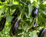 Reife Auberginen hängen an einem Strauch. Die richtige aubergine pflege sorgt für eine reiche Ernte.