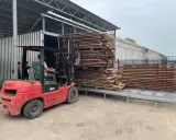 Wózek widłowy układa drewno na torach, przygotowując je do suszenia. Czas suszenia drewna w suszarni zależy od wielu czynników.