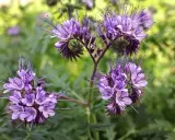 Fleurs de phacélie aux longues étamines violettes, parfaites pour une fiche technique sur cette plante mellifère.