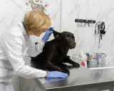 Weterynarz bada ucho psa. Zastanawiasz się, ile zarabia weterynarz?