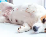Ciąża u psa tydzień po tygodniu: suczka leży na boku, widoczne są jej sutki, co świadczy o ciąży.