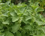 Grünes Andornkraut mit zerknitterten Blättern. Die Andornkraut Wirkung ist vielfältig, von verdauungsfördernd bis entzündungshemmend.