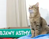 Kot siedzi obok kuwety z napisem "Objawy astmy".