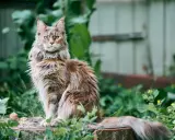 Majestatyczny kot rasy Maine Coon, który żyje długo, siedzi na pniu wśród zieleni.