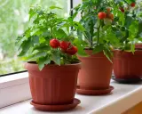 Plusieurs plants de tomate cerise en pot, prêts à être récoltés, poussent sur un rebord de fenêtre.