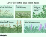 Illustrations of cover crop examples: winter rye, buckwheat, clover, sorghum-Sudangrass, and hairy vetch.