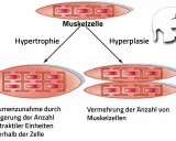Sarkoplasmatische Hypertrophie: Muskelzelle wächst durch mehr kontraktile Einheiten. Daneben Hyperplasie: mehr Muskelzellen.