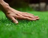 A hand gently touches lush, green grass, perhaps after a refreshing morning water.