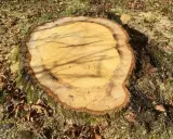 Gros plan sur une souche fraîchement coupée, entourée de feuilles mortes et de sciure. Le bois clair montre les cernes de croissance, prêt à faire pourrir une souche.