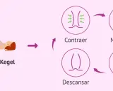Ilustración de ejercicios de Kegel: mujer tumbada, ciclo de contracción, mantener, relajación y descanso del músculo pubococcigeo.