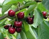 Cerises rouges foncées mûres sur une branche feuillue. Un cerisier commence à donner des fruits après 3 à 5 ans.