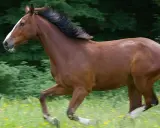 Braunes Warmblut-Pferd galoppiert über eine blühende Wiese.