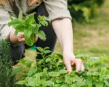 Une personne s'occupe de son jardin, tenant un bouquet de menthe fraîche. C'est le moment idéal pour planter de la menthe et profiter de son arôme.