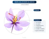Fleur de safran (Crocus sativus) montrant les stigmates et étamines, sources de molécules aux nombreux safran bienfaits.