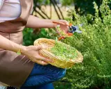 Frau schneidet Thymian mit einer Gartenschere und sammelt ihn in einem Korb.