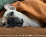 Francuski buldog pod kocem, z miną "nic mi się nie chce". Czy to choroba, czy po prostu weekend?