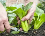 Récolte d'un chou chinois dans le potager. La culture de ce légume est simple et gratifiante.