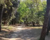 Sentiero ombreggiato tra pini e alberi verdi, ideale per una pedalata tra Cervia e Cesenatico.