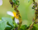 Des fourmis protègent une colonie de pucerons sur une tige verte. Une scène qui montre l'importance d'un anti pucerons naturel.
