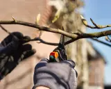 Magnolia: Jak przycinać? Klucz do obfitego kwitnienia i zdrowia