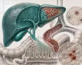Fegato e intestino con dettagli di cellule, vasi sanguigni e un ingrandimento che mostra la mutazione G20210A.