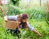 Woman pruning tomato plants in pots, tending to her garden with a basket.