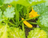 Courgette jaune, encore petite, entourée de feuilles vertes et de fleurs. Peut-être est-ce la raison pour laquelle les courgettes ne grossissent pas ?
