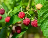 Reife rote Himbeeren an einem Strauch mit grünen Blättern.