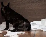 Piesek z zapaleniem pęcherza oddaje mocz na papierowe ręczniki.