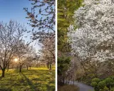 Arboretum Wojsławice kwitnie wiosną. Warto jechać, by zobaczyć kwitnące drzewa owocowe i magnolie w pełnej krasie.