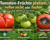 Aufgeplatzte, unreife oder faule Tomaten. Ursachen können Wasserstress, Reifeprobleme oder Krankheit sein.