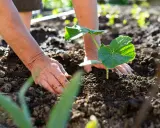 Mains plantant une jeune pousse de courge dans la terre. Le soleil éclaire les feuilles vertes et humides.