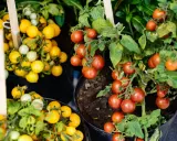 Pied de tomate cerise rouge et jaune, prêt à être récolté. Des grappes de fruits mûrs sur des plants en pot.