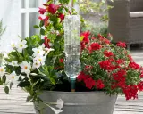 En kruka med vita och röda blommor, med en petflaska som bevattning.