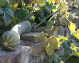 Une courge longue verte, aux rayures claires, repose sur des pierres. Ses feuilles jaunies s'étendent au soleil.