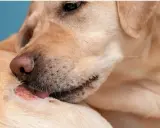 Un chien se lèche une plaie. Recherche d'un traitement naturel pour cette plaie de léchage chien.